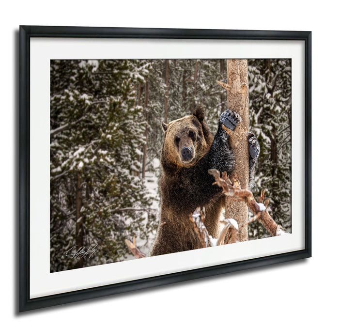 A brown bear is climbing a snow-covered tree in a forest, with its paws gripping the branches.