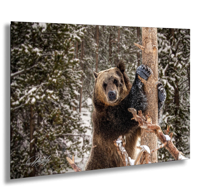 A brown bear clings to a tree trunk in a snowy forest, its fur dusted with snow.