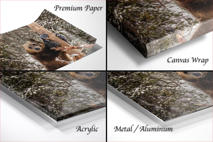 The image is a collage of four photos depicting a brown bear in different settings, including a forest and a snowy landscape.