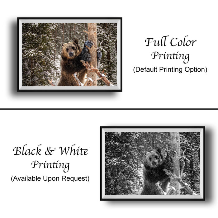 The image is a collage of two framed photographs. The top photograph shows a brown bear standing on a tree branch, while the bottom photograph depicts a black and white bear climbing a tree. The text below the images indicates that the full color printing is available upon request, and the black and white version is not available.