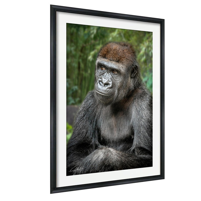 gorilla photography, silverback wall art, uganda jungle print, wildlife fine art, african nature decor, primate photo art, rainforest wall decor, safari home artwork, jungle wildlife print, gorilla portrait art, bwindi forest photo, african wilderness decor, nature lover gift, travel wall art, exotic wildlife image