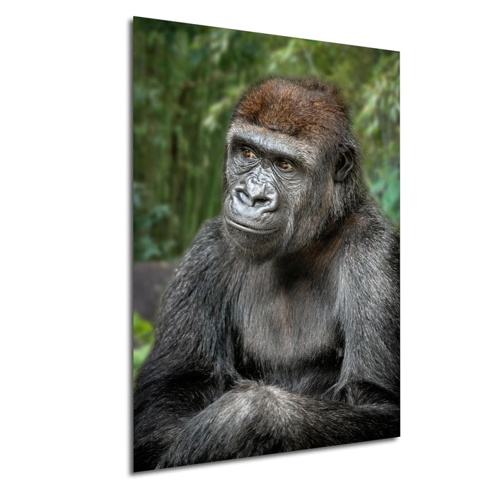 gorilla photography, silverback wall art, uganda jungle print, wildlife fine art, african nature decor, primate photo art, rainforest wall decor, safari home artwork, jungle wildlife print, gorilla portrait art, bwindi forest photo, african wilderness decor, nature lover gift, travel wall art, exotic wildlife image